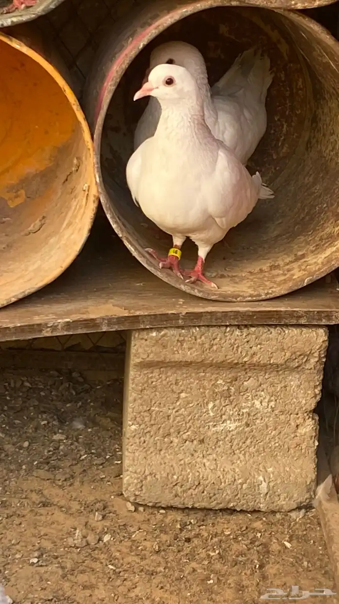 جووز فرنسي 1