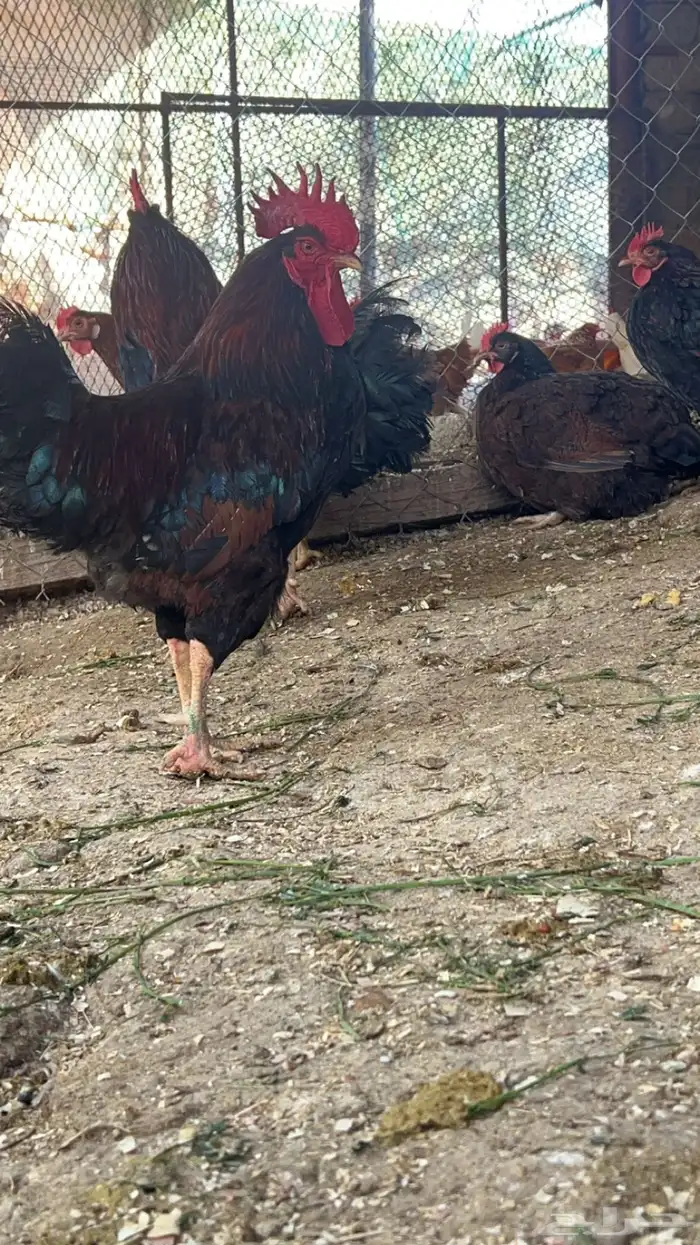 صوص تركي لون اورنجي وعسلي Top 9