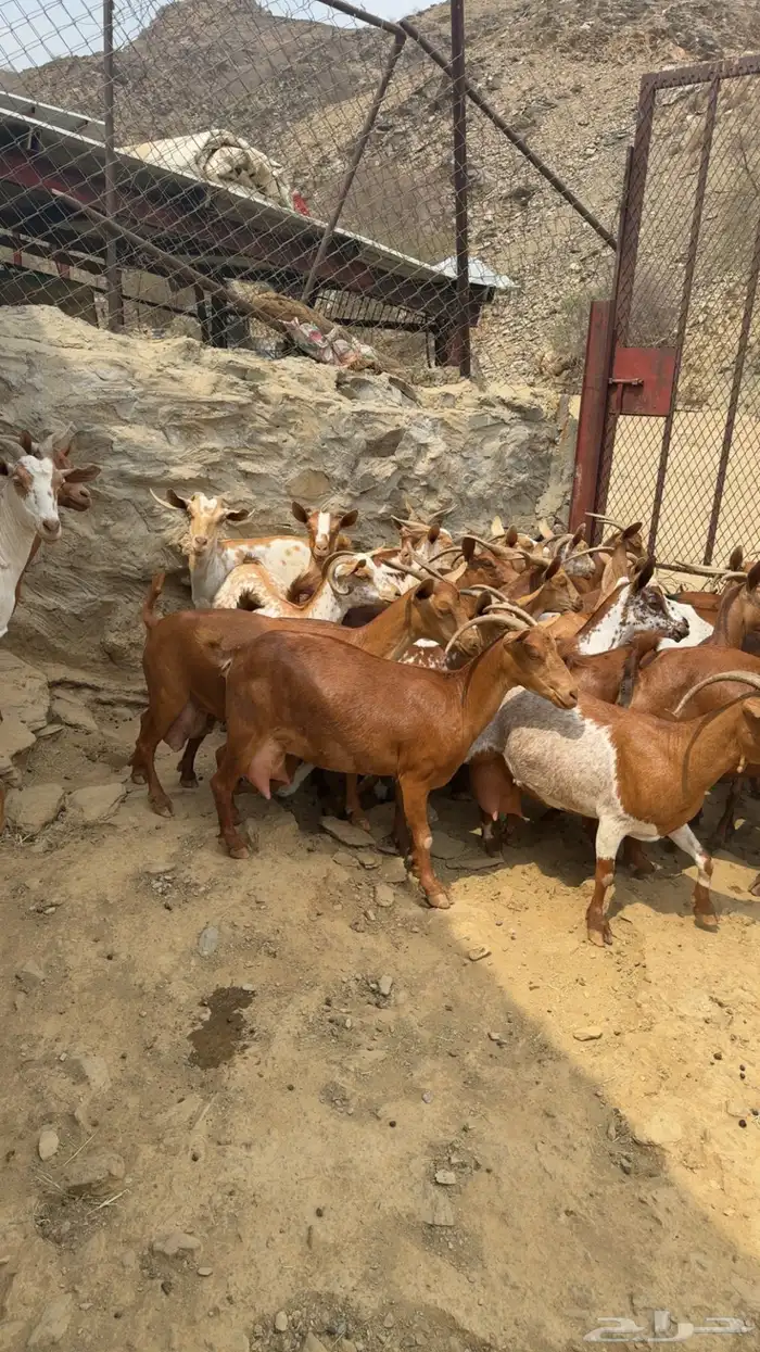 معزا دهم متابيع وقرايب 3