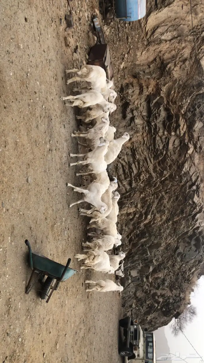 طليان ذبايح و مناسبات 0