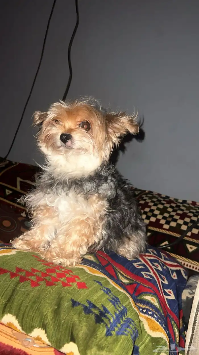 كلب يورك شير انثى 2
