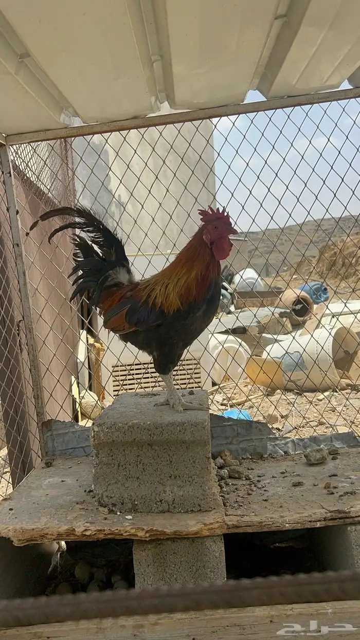 تم البيع 1