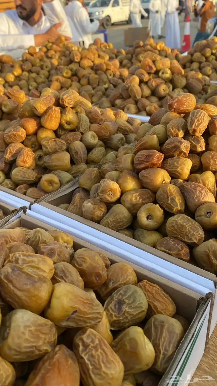تمر خراف سنه 1447 هجري القصيم 0