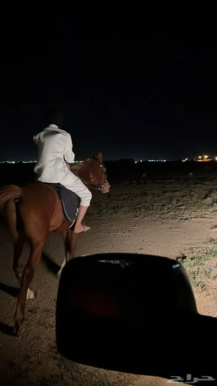 خيل للبيع 1