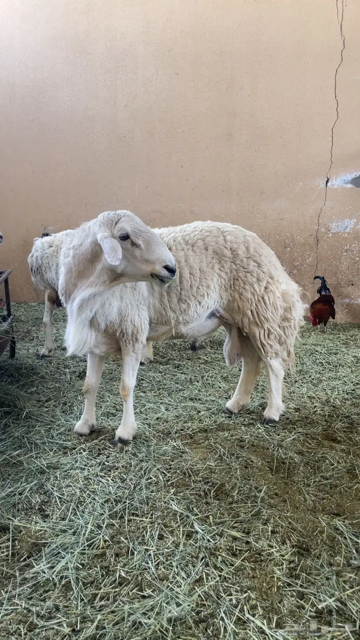 فحل حري مشروط 2