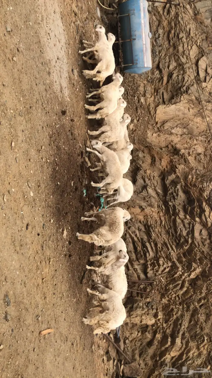 طليان ذبايح و مناسبات 2