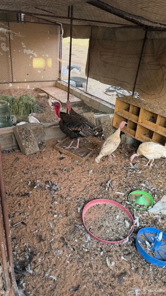 دجاج رومي تم البيع 2