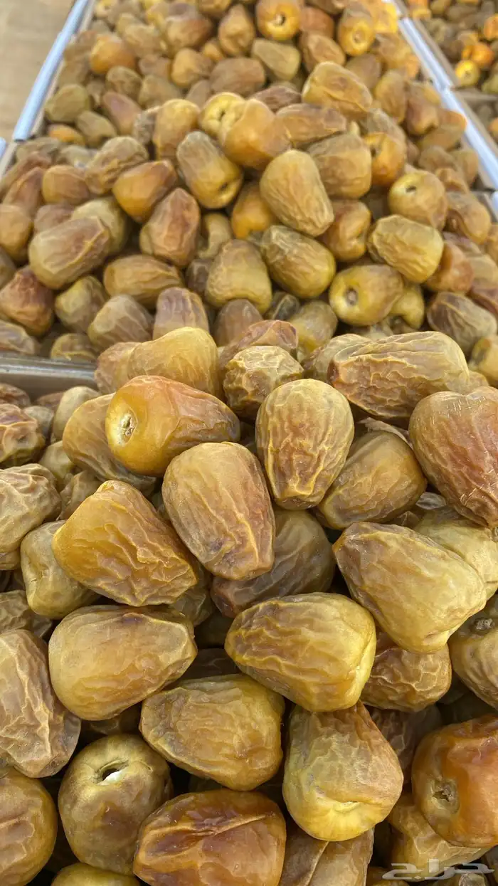 تمر خراف سنه 1447 هجري القصيم 1