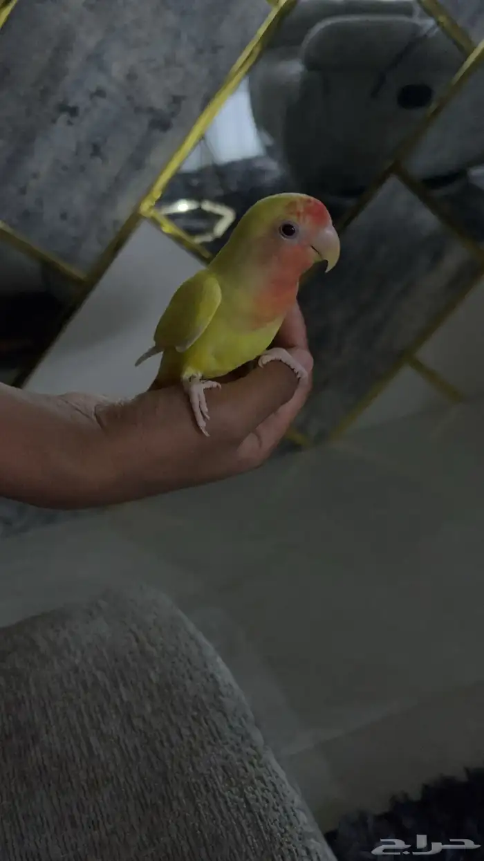 روز تربيه 0