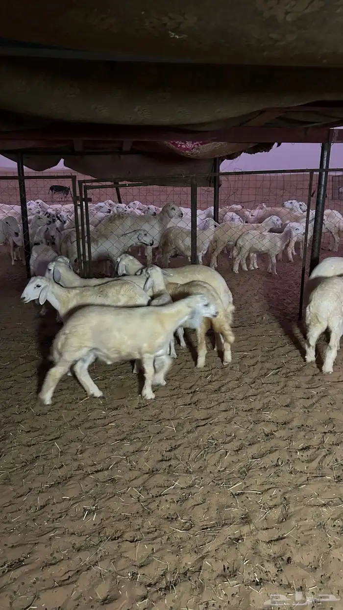 طليان 6 و5 رخال الموقع شرق دوقه 6