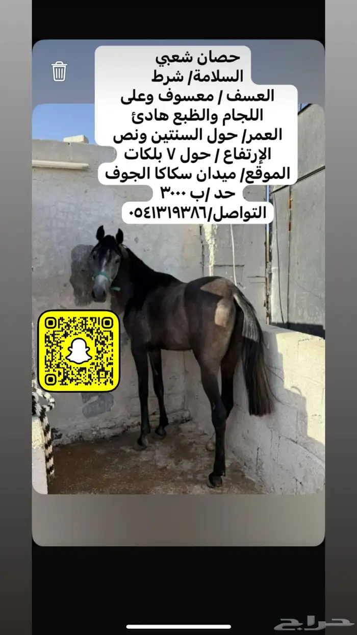 حصان أدهم شعبي 0