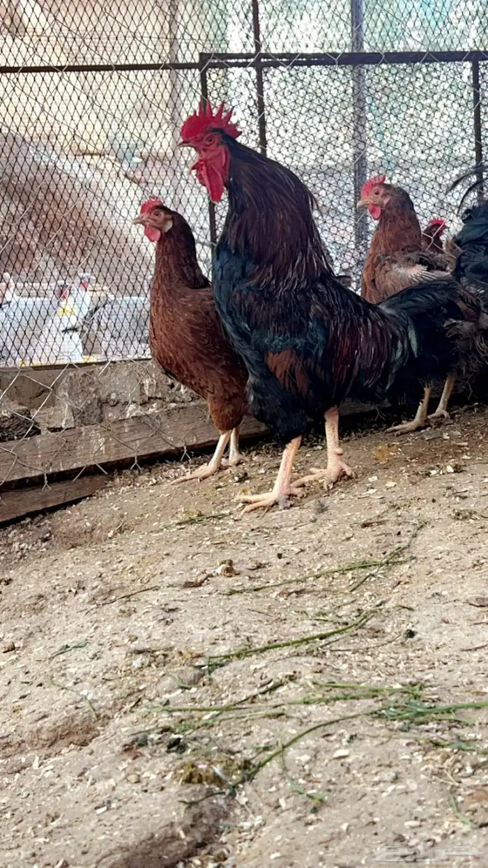 صوص تركي لون اورنجي وعسلي Top 7