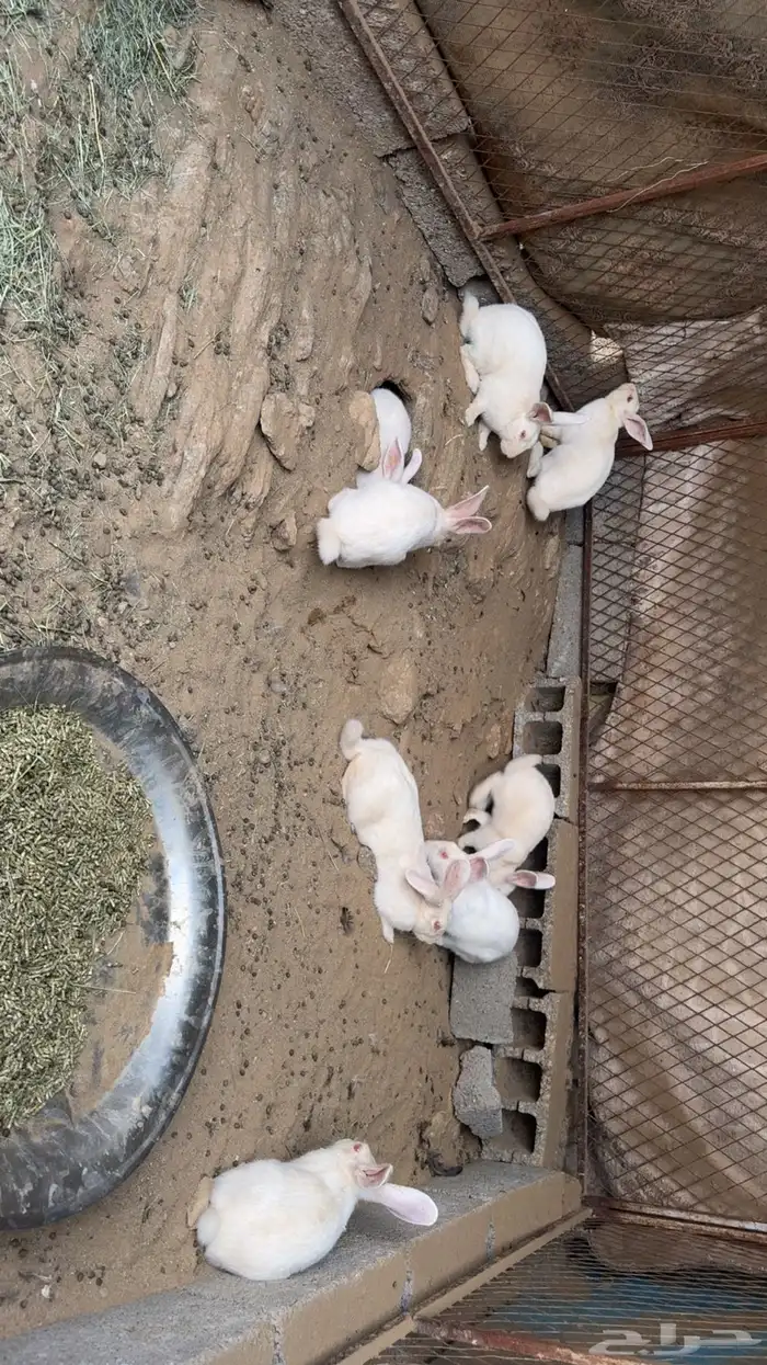 ارانب فرنسيه 0