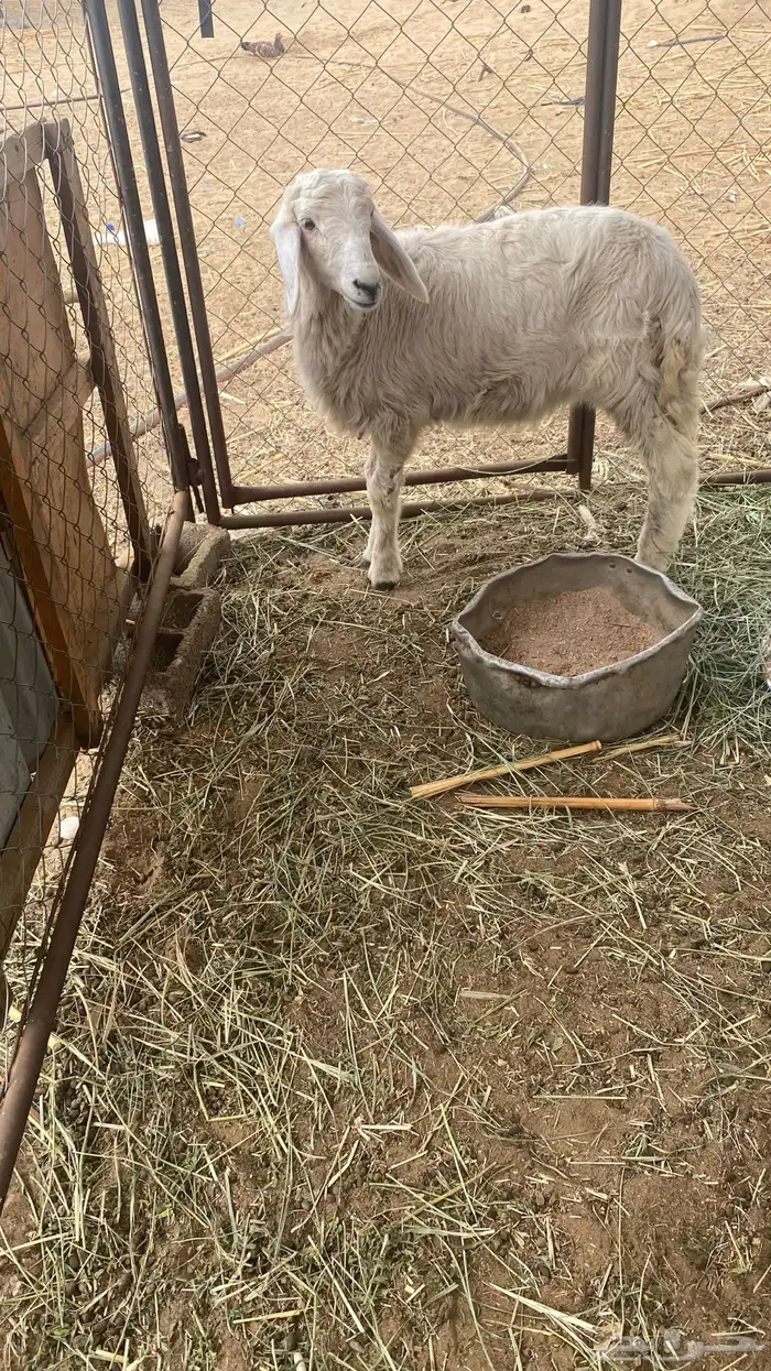 طلي للبيع 0