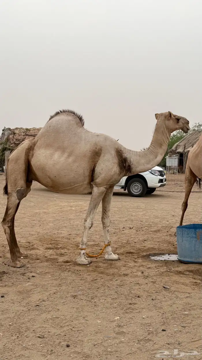 ابل عوادي 2