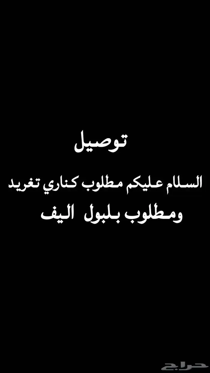 مطلوب طيور كناري ولا يلبول 0