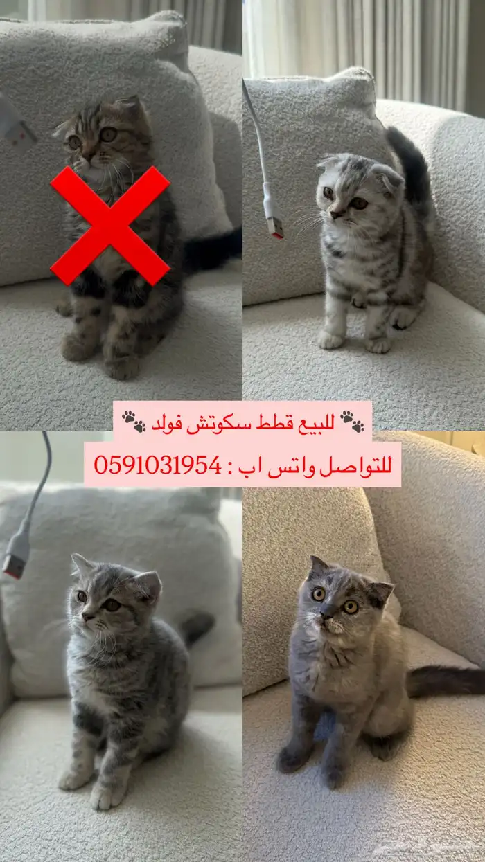 قطط للبيع 0