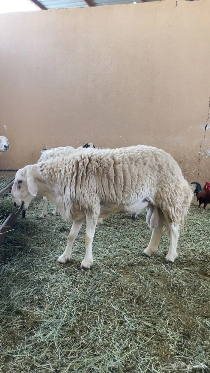 فحل حري مشروط 1