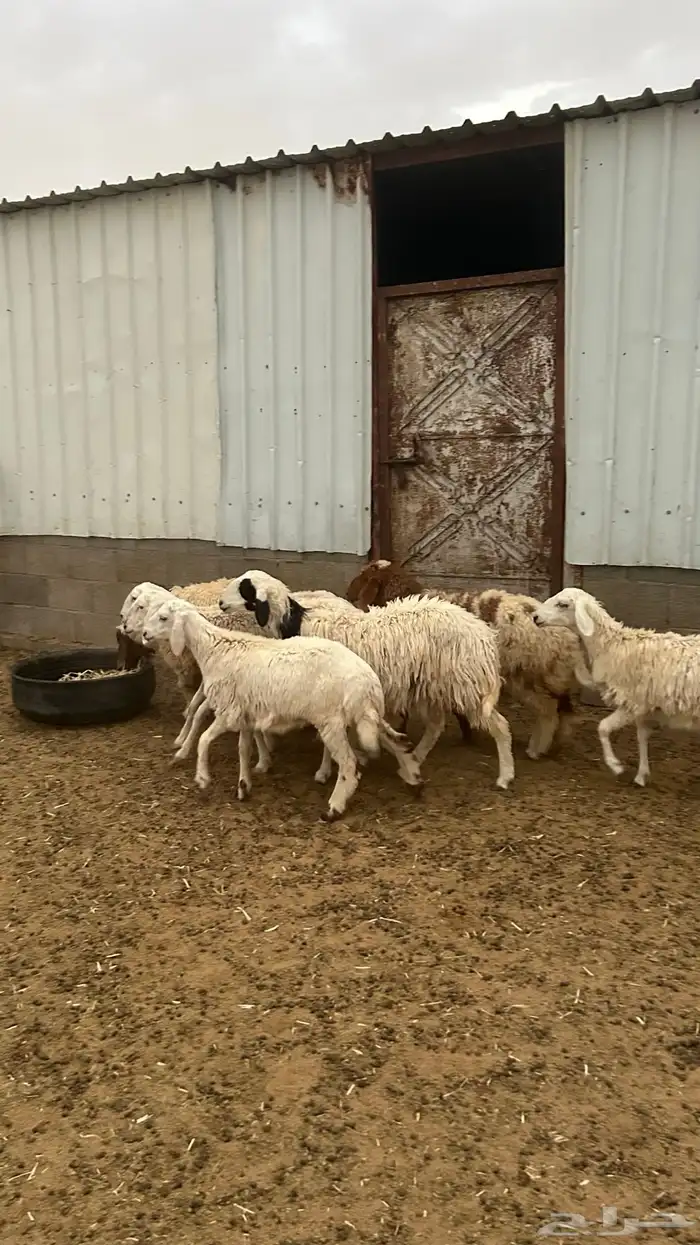 6 رخال وطلي 2