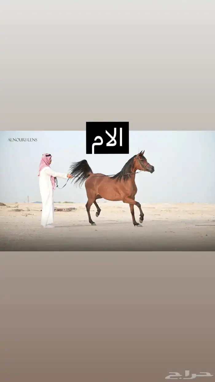 مهر واهو 6
