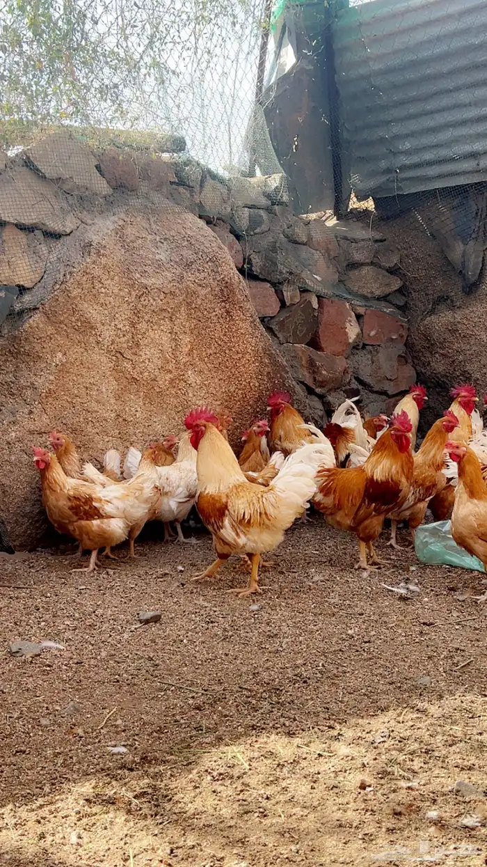 صوص تركي لون اورنجي وعسلي Top 2