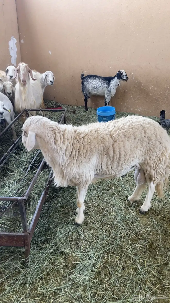 فحل حري مشروط 4