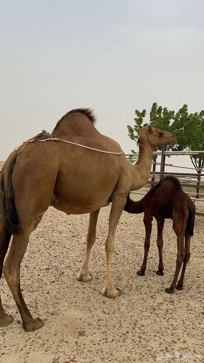 ناقه للبيع في محافظة القنفذة 2