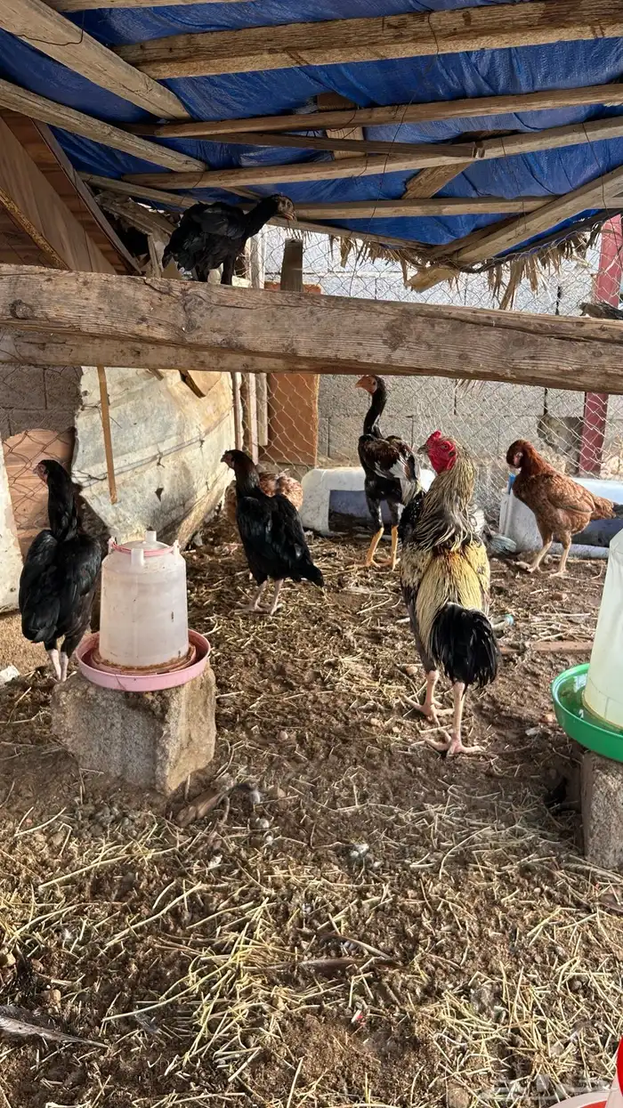 دجاج بكستاني 3