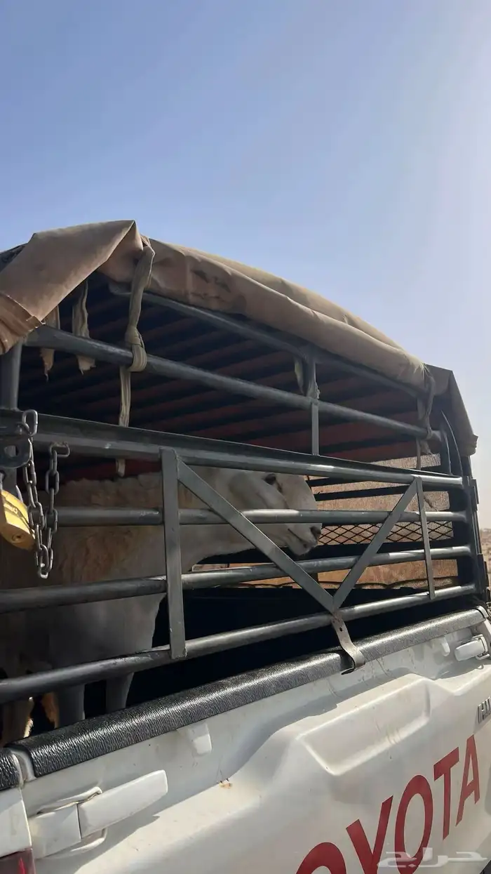 موصل حلال لجميع مناطق المملكة 0