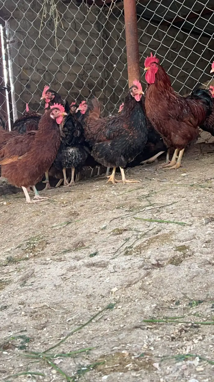 صوص تركي لون اورنجي وعسلي Top 6