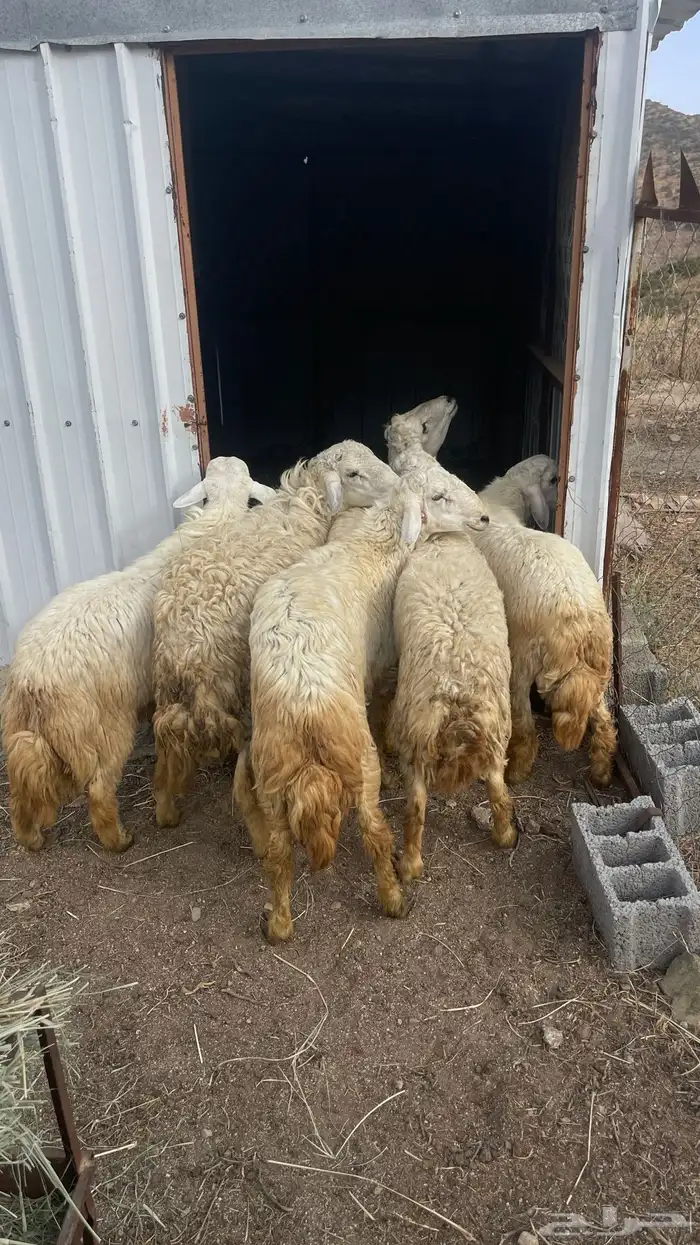 طليان ديره حقت مناسبات 4