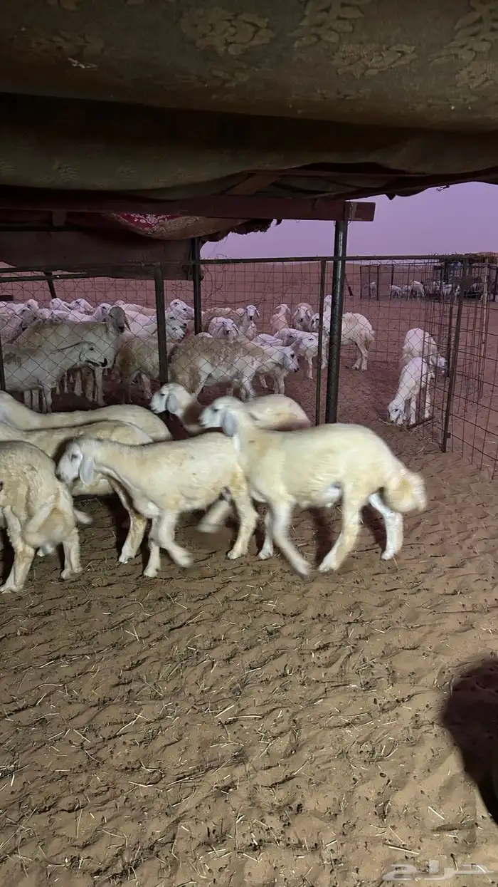 طليان 6 و5 رخال الموقع شرق دوقه 3