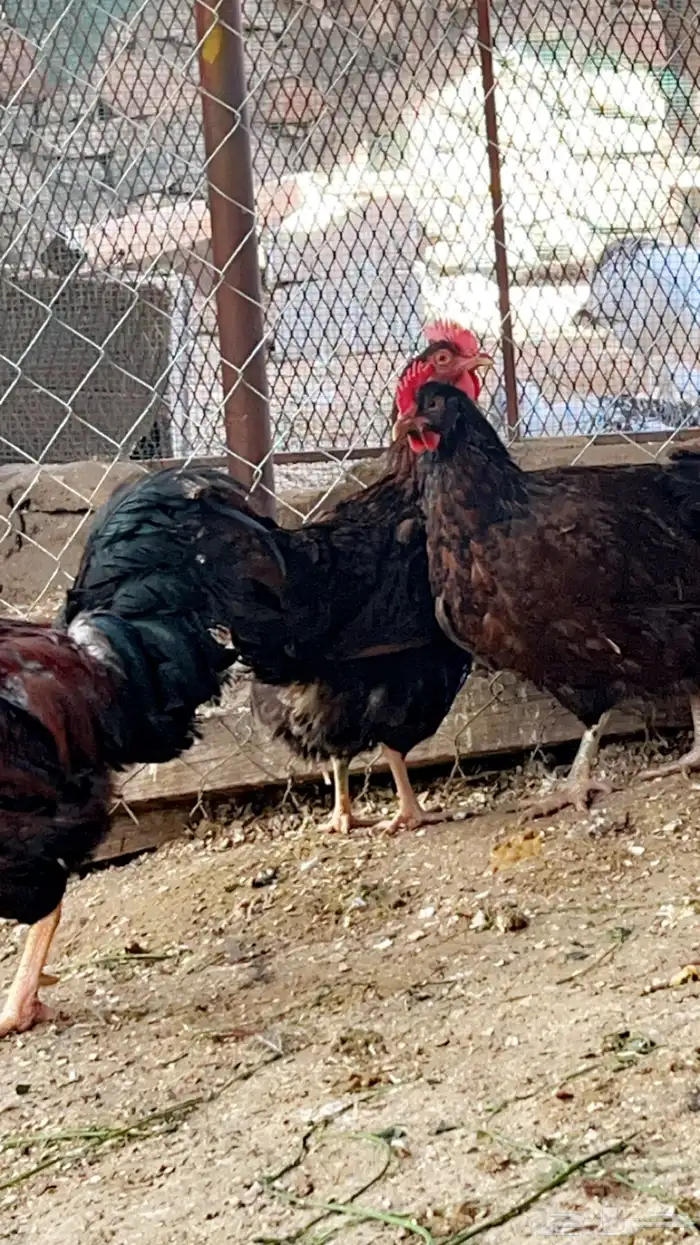 صوص تركي لون اورنجي وعسلي Top 10