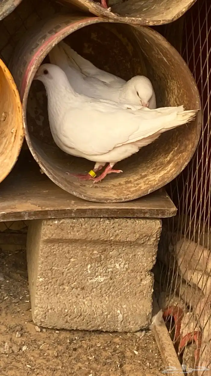 جووز فرنسي 3