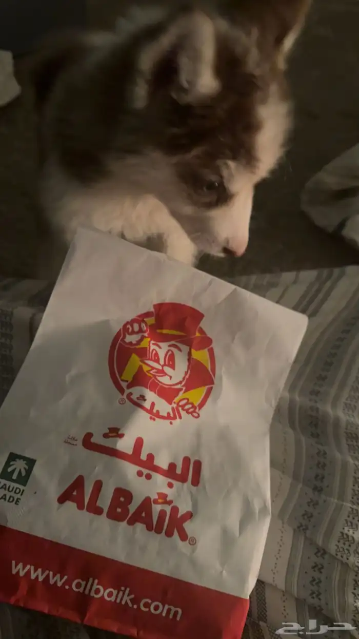 كلب هاسكي عمره تقريب ا 46 يوم صحة ممتازه 100 1