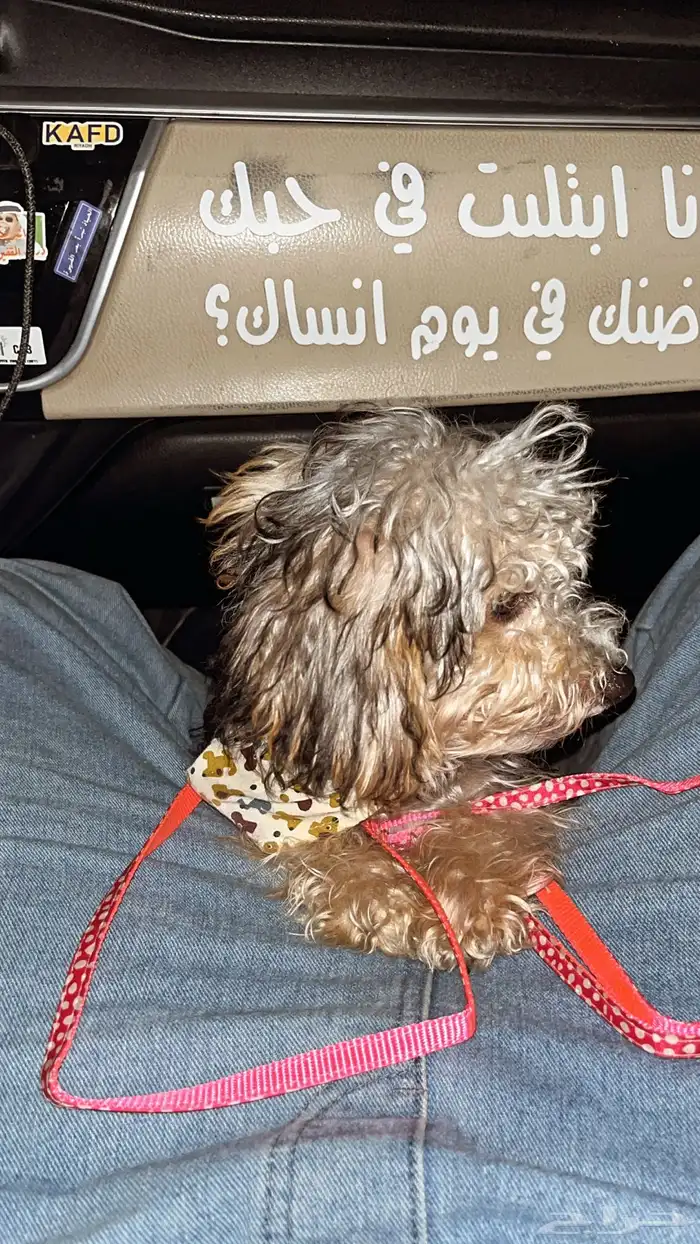 كلب مالتيز 0