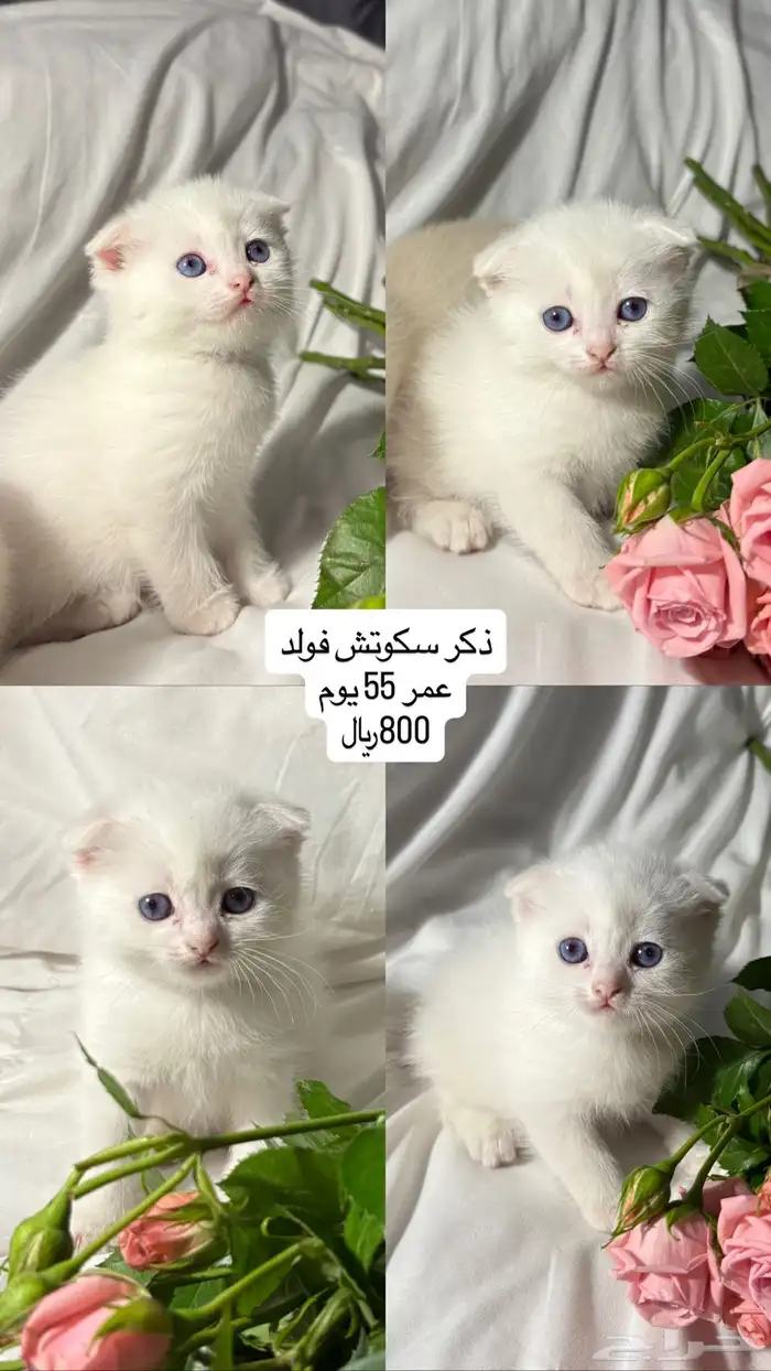 قطط سكوتش فولد 1
