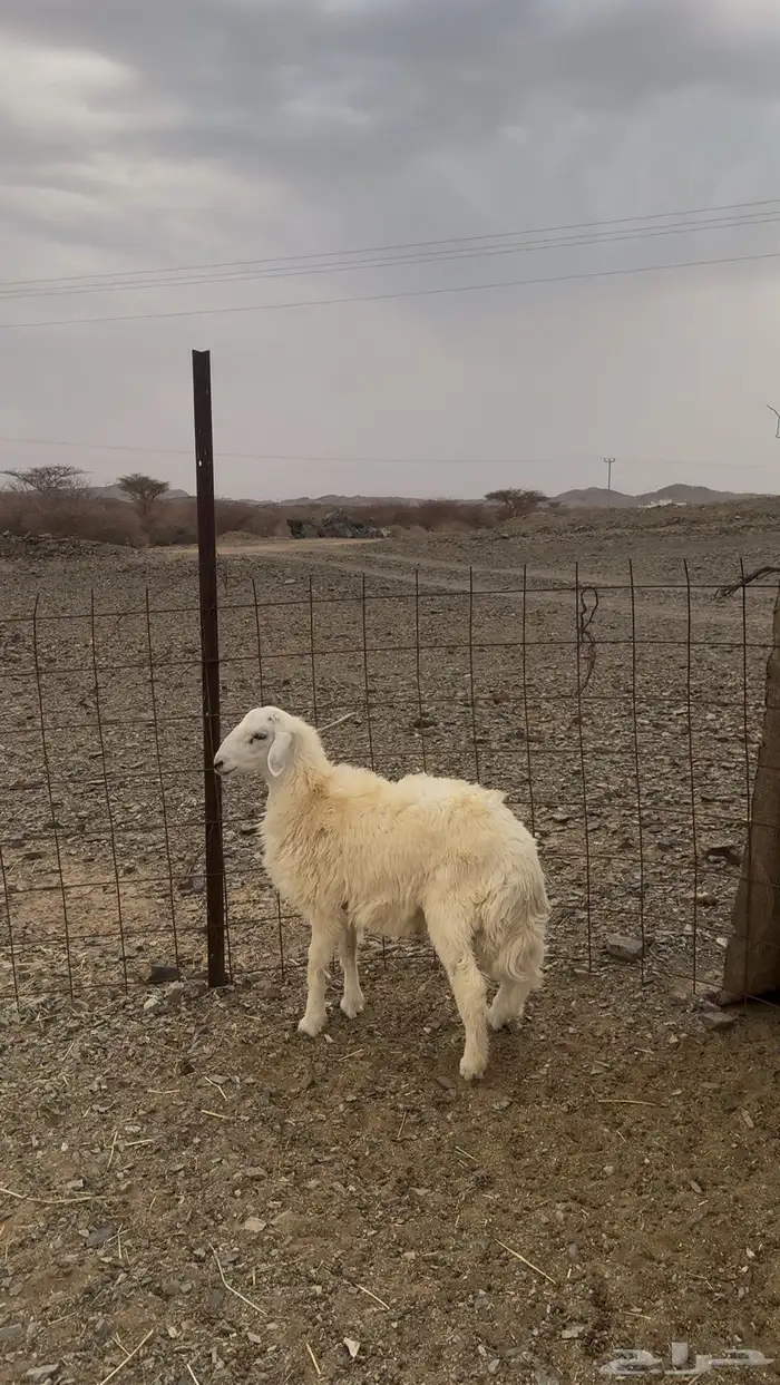 طلي جذع 0