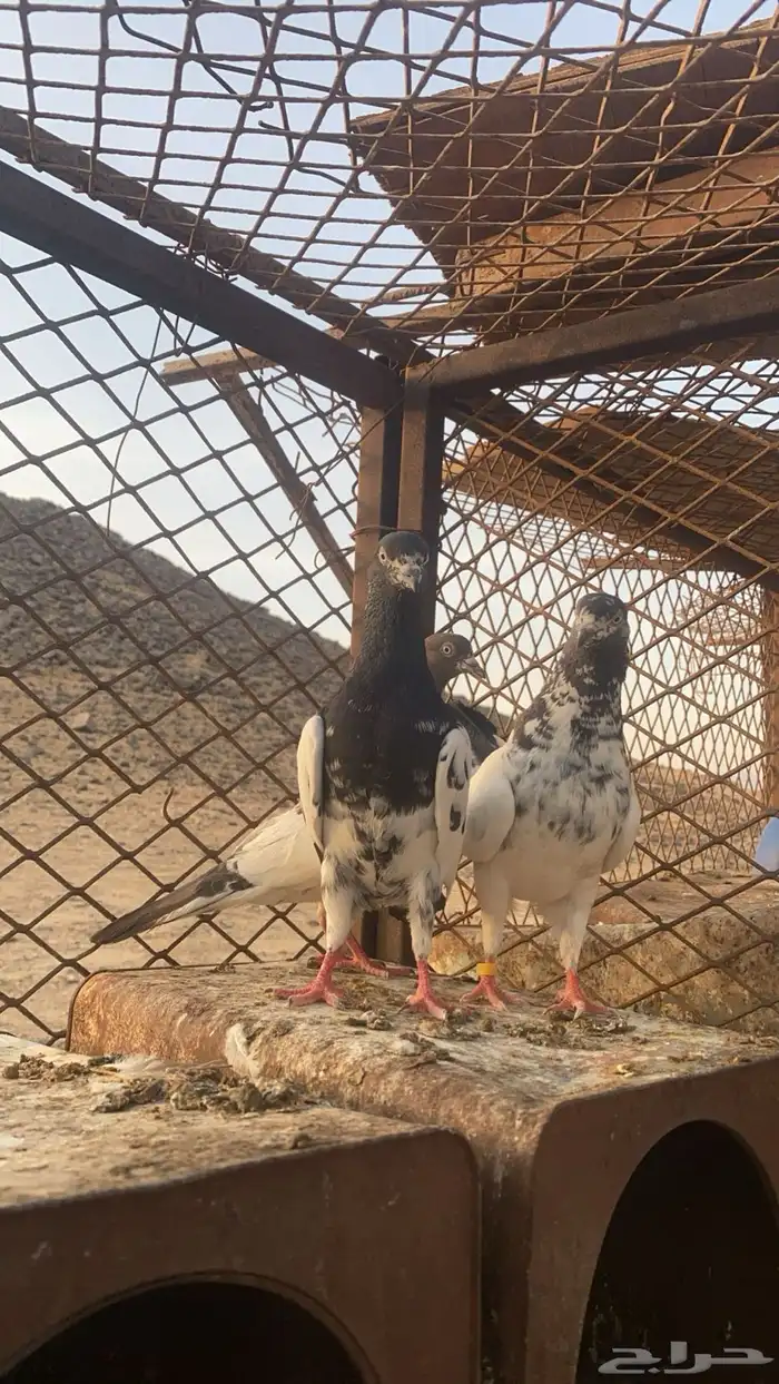 حمام باكستاني جوزين 0