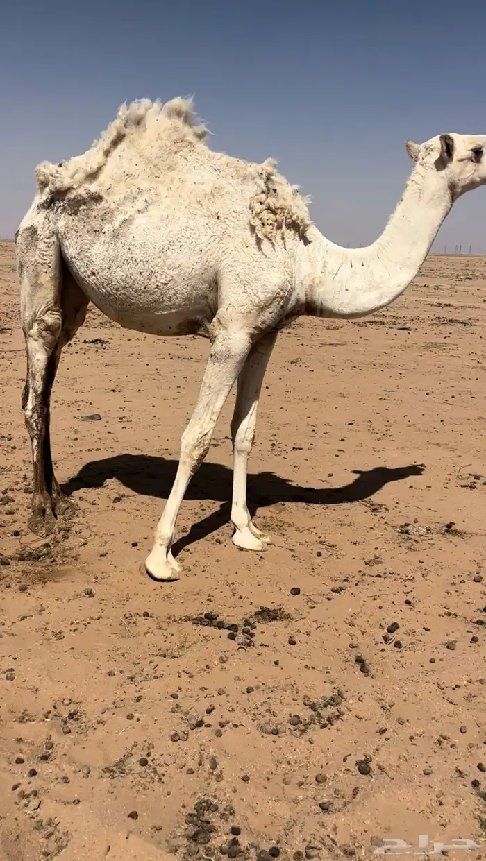 بكره مفرودة سيمن وبريه 1