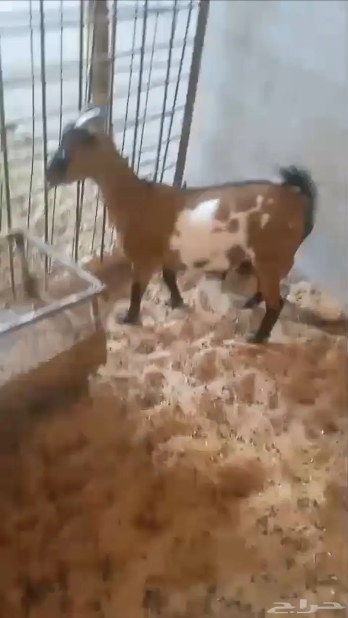 عنز قزمية معها جفرة 0