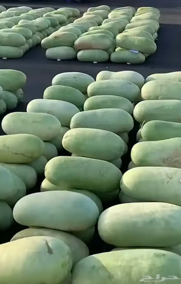 حبحب من الجوف طازة وشرط سكر واحمر 3