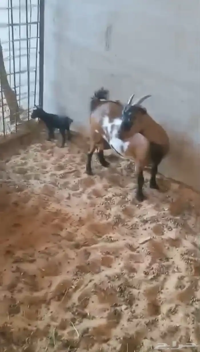 عنز قزمية معها جفرة 5