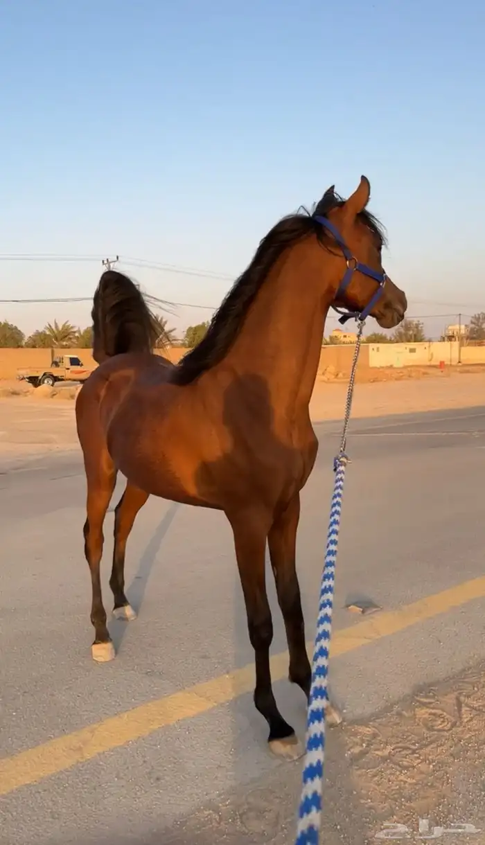 مهر واهو 2