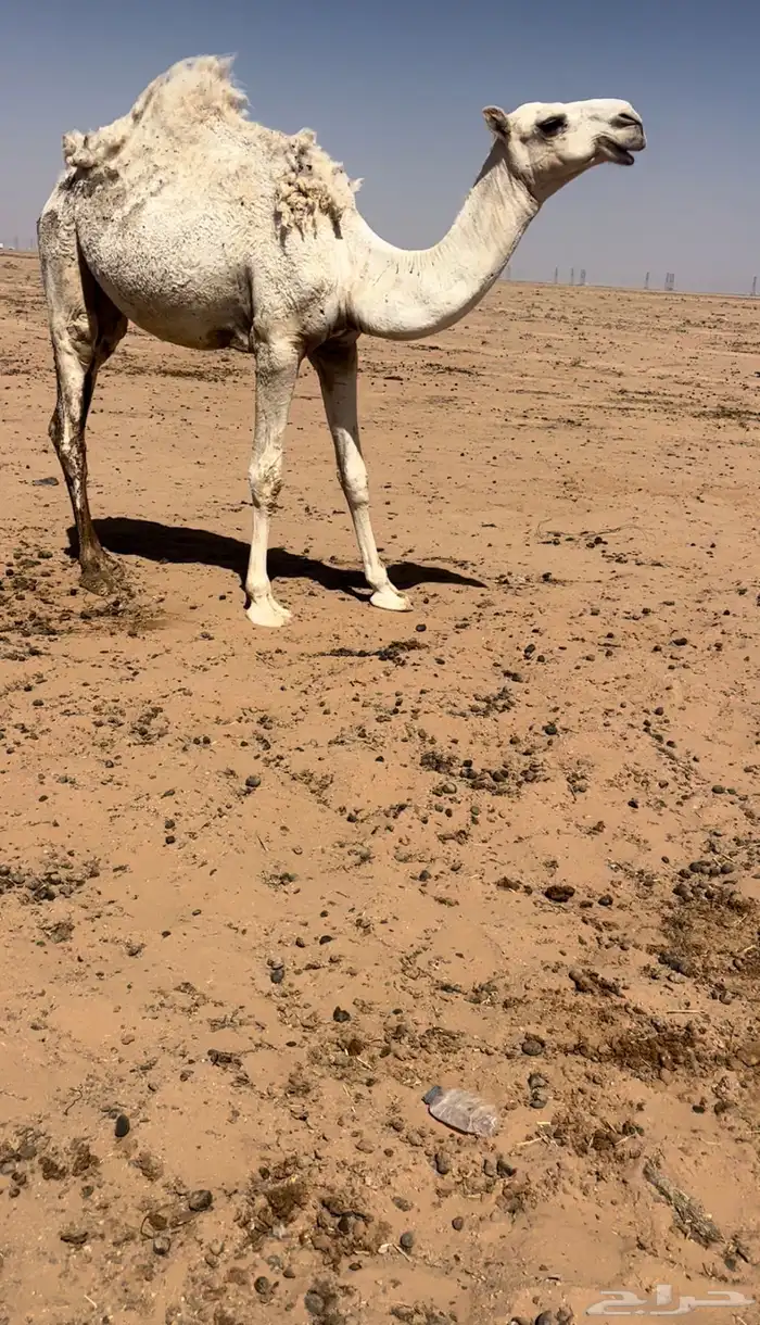 بكره مفرودة سيمن وبريه 0