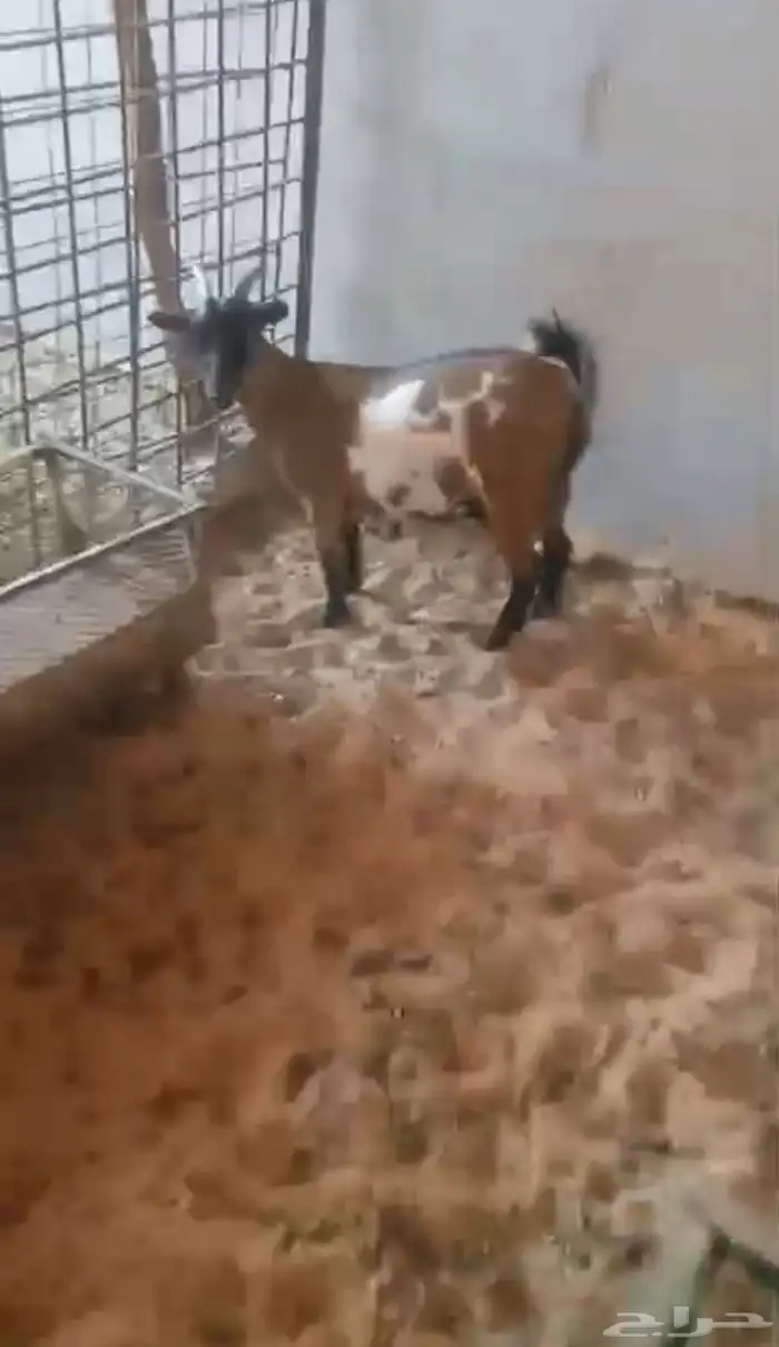 عنز قزمية معها جفرة 2