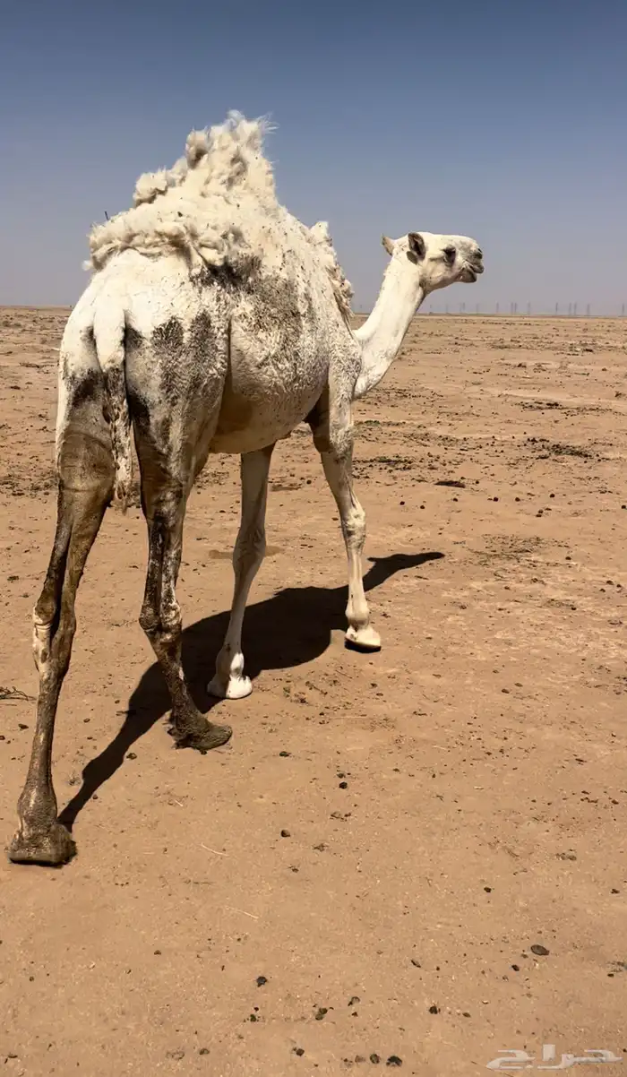 بكره مفرودة سيمن وبريه 2