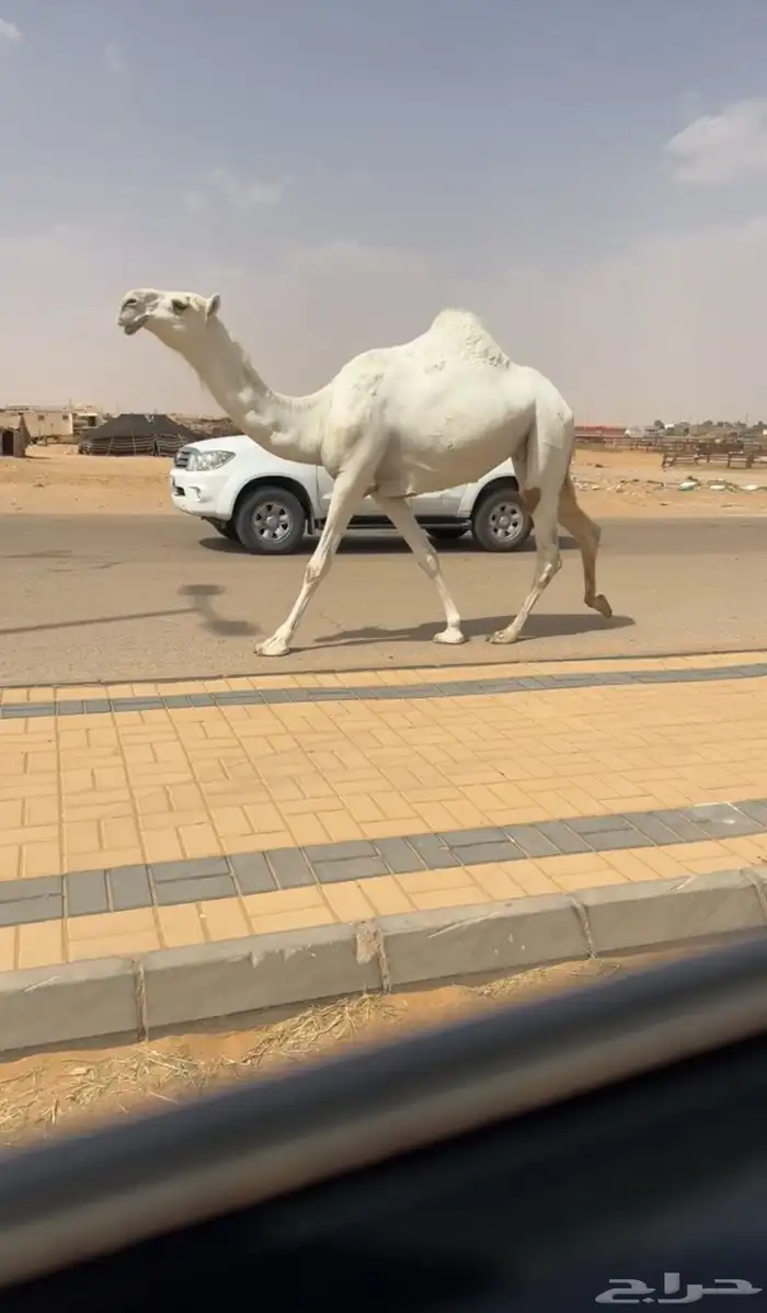 ضروبه وضحاء كفو فوق البداوه جذعه مميت 1