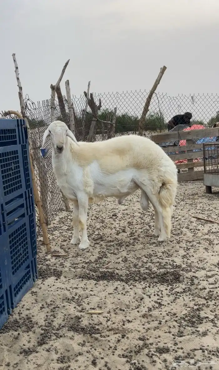 طلي مشروع فحل صنف 0