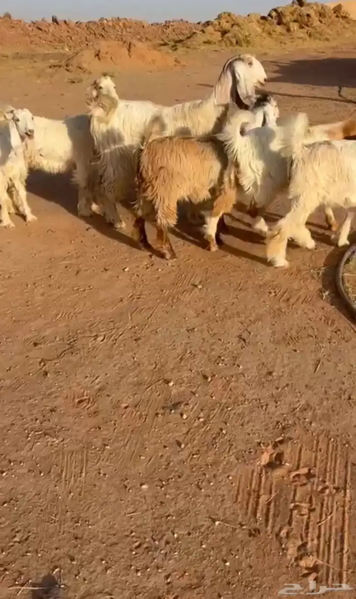 جفار مشاريك طيبه 0